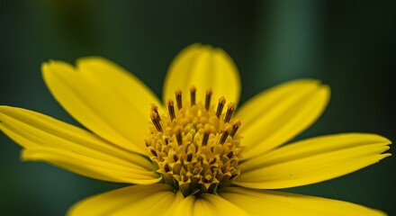 Close up of vibrant yellow flower with detailed petals and dark background