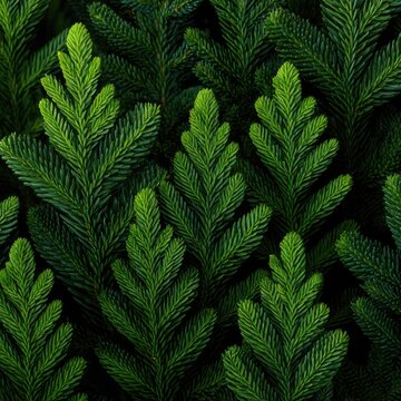Close-up of lush green fir needles