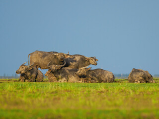 Herd of Asian Water Buffalo Resting in Green Wetland Grass Under Blue Sky