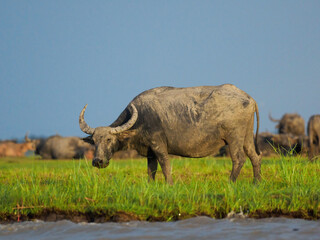 Herd of Asian Water Buffalo Resting in Green Wetland Grass Under Blue Sky
