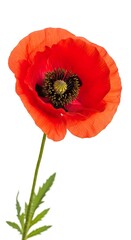 Closeup of a Single Red Poppy Flower.