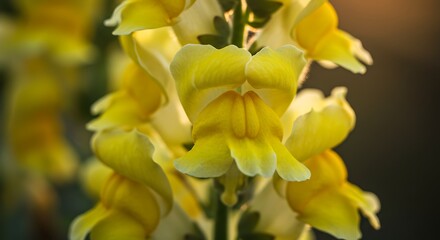 Close up of vibrant yellow snapdragon flowers with natural sunlight and detail