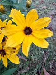 yellow chrysanthemum black eyed susan flower