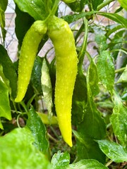 green peppers in the garden