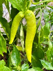 green peppers in the garden
