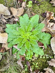 moth mullein plant leaves on the ground