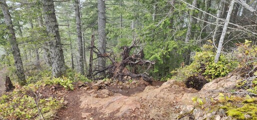 wild birds in the grass