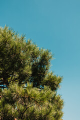 Close-up of green pine tree needles against a clear blue sky. Nature, foliage, tree texture, outdoor environment, bright daylight, botanical.