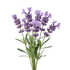 Fototapeta premium Beautiful Lavender Flowers Bouquet With Green Leaves Herbal Plant For Aromatherapy