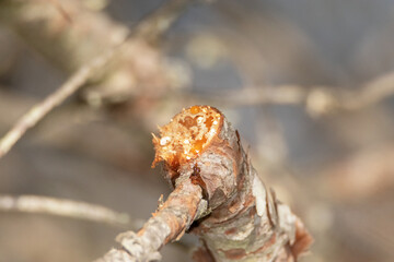Resina brotando de la rama del pino cortada