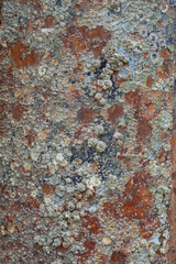 old rusty metal texture at low tide