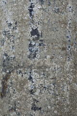 stone wall texture at low tide