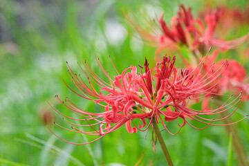 土手に咲く赤い彼岸花