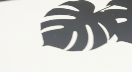 Monstera shadow overlay effect, providing realistic summer sunlight tropical leaves shadows isolated on a white background, an excellent tool for enhancing photography and design work.
