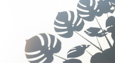 Monstera shadow overlay effect, showcasing realistic summer sunlight tropical leaves shadows isolated on a white background, a versatile element for various creative projects.