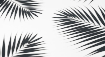 palm shadow overlay effect,realistic sunmmer sunlight tropical leaves shadows isolated on white