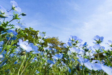 青いネモフィラが広がる春の風景の美しさ