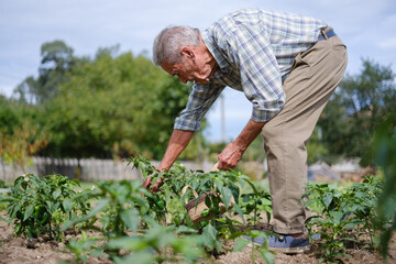 Fototapeta premium Senior farmer harvesting padrón peppers in organic vegetable garden.