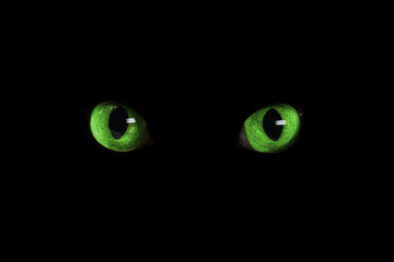 Bright green cat eyes visible in darkness. Halloween vibe