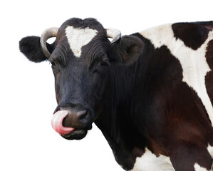 Cute cow isolated on white. Farm animal