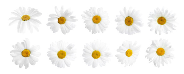 Fototapeta premium Chamomile or daisy flowers isolated on white, set