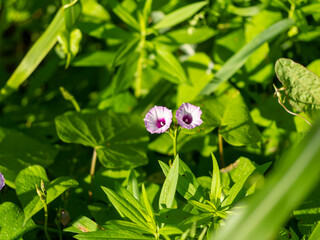 野原に咲くマメアサガオ