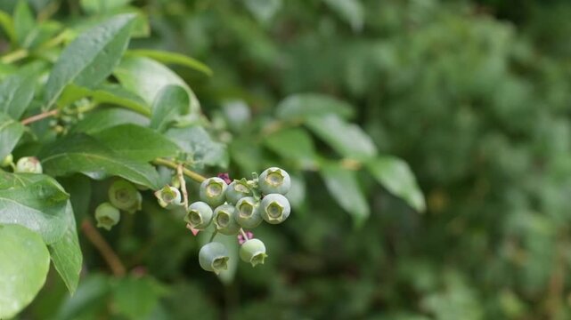 Slow motion video ripening blueberries bathed  in summer sunlight swaying gently in the breeze 