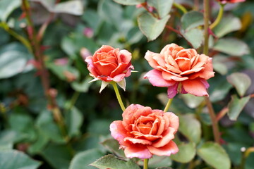 深い緑の背景の中でアプリコットオレンジ色のバラが三輪美しく咲いている様子をクローズアップで捉えた写真です