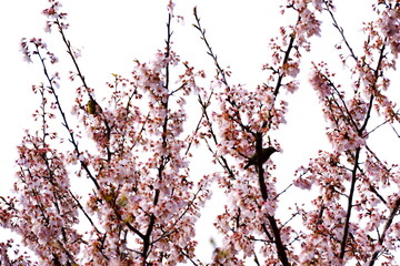 満開の桜の枝にメジロが二羽止まり蜜を吸っている様子をハイキーで撮影した春の喜びを感じさせる写真です