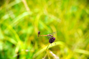 鮮やかな黄緑色の草原を背景に赤いトンボが紫色の小さな野花に止まっている様子を捉えた夏の終わりの静かなマクロ写真です