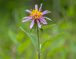 Close-up of a vibrant purple flower with yellow center