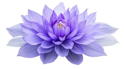 Obraz premium Exquisite Close-up of a Delicate Lavender Dahlia, Detailed Petals and Soft Lighting