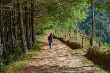 Obraz premium Back View of Young Woman Solo Hiker Walking Along Pine Tree Lined Dirt Path, Enjoying Serene Nature Trail and Healthy Outdoor Lifestyle