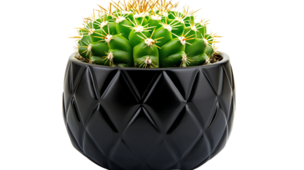 Vibrant green cactus with spines in a modern black ceramic pot, isolated on a transparent background, perfect for minimalist home decor and indoor plant enthusiasts.. Transparent PNG Image