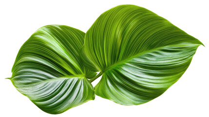Vibrant Green Tropical Leaves with Glossy Parallel Veins, Isolated for Nature-Inspired Design and Botanical Elements. PNG Transparent Icon
