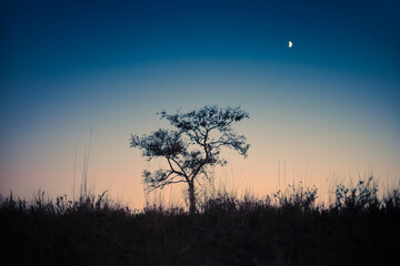 Silhouette of a lone tree as sunset sky changes to dusk and night. Moon rising in the background.
