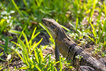Close-up of Black Spiny-Tailed Iguana in Natural Habitat.