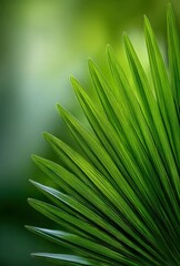 Lush Green Palm Leaf Close-Up: A Vibrant Botanical Image Showcasing Natural Textures and Greenery