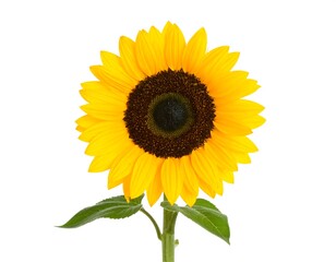 Obraz premium Close-up of a vibrant sunflower