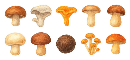 Watercolor mushroom vector set, color autumn forest food collection, traced vector