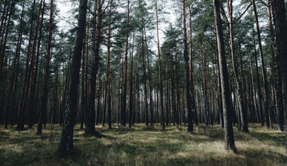 A dense forest of tall pine trees stretches into the distance, casting deep shadows on the ground.