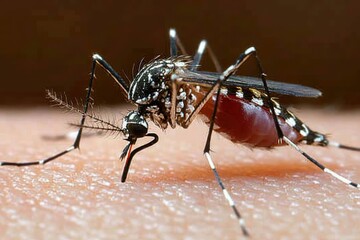 Close-up of a mosquito feeding on human skin at night