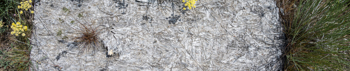 Nature breaking down old sheet of plywood breaking down, spring wildflowers blooming in yellow and grass growing through a hole
