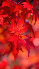 Radiant Red Maple Leaves Sparkling with Glistening Dewdrops in Warm Sunlight During Autumn Season with a Bokeh Background