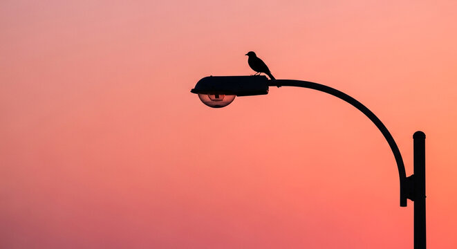 A silhouette of a bird perched atop a street lamp against a gradient sunset sky, creating a serene and minimalist urban wildlife scene