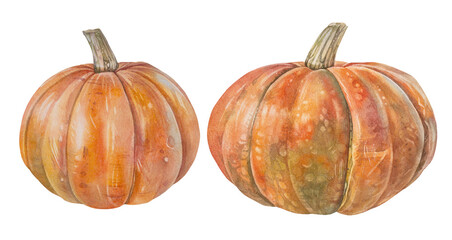 Watercolor set with orange pumpkin isolated on white background. October autumn vegetable raw food for sticker or halloween card. Hand-drawn clipart for kitchen. Wallpaper and wrapping or textile