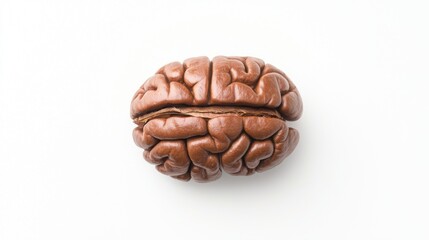 Aerial View of a Brain Merged with a Large Coffee Bean