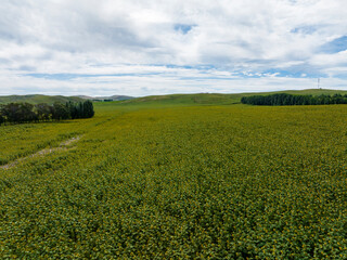 Sunflower under the blue sky