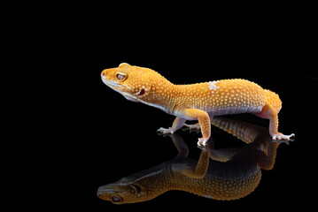 Leopard gecko in black background	,leopard gecko isolated on black background, Portrait of a leopard gecko on black background