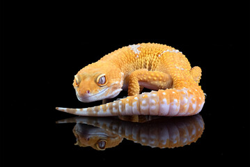 Leopard gecko in black background	,leopard gecko isolated on black background, Portrait of a leopard gecko on black background